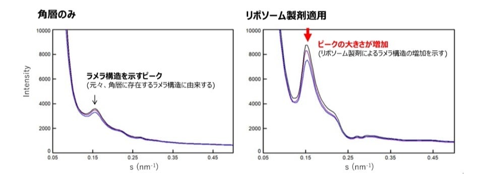 図1　リポソーム製剤の角層内のラメラ構造への影響 (X線小角散乱測定)