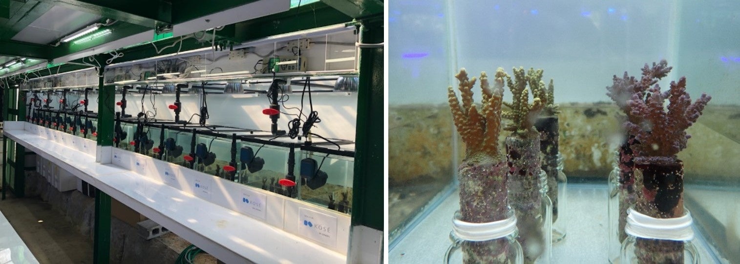 図1　サンゴ実験系の様子