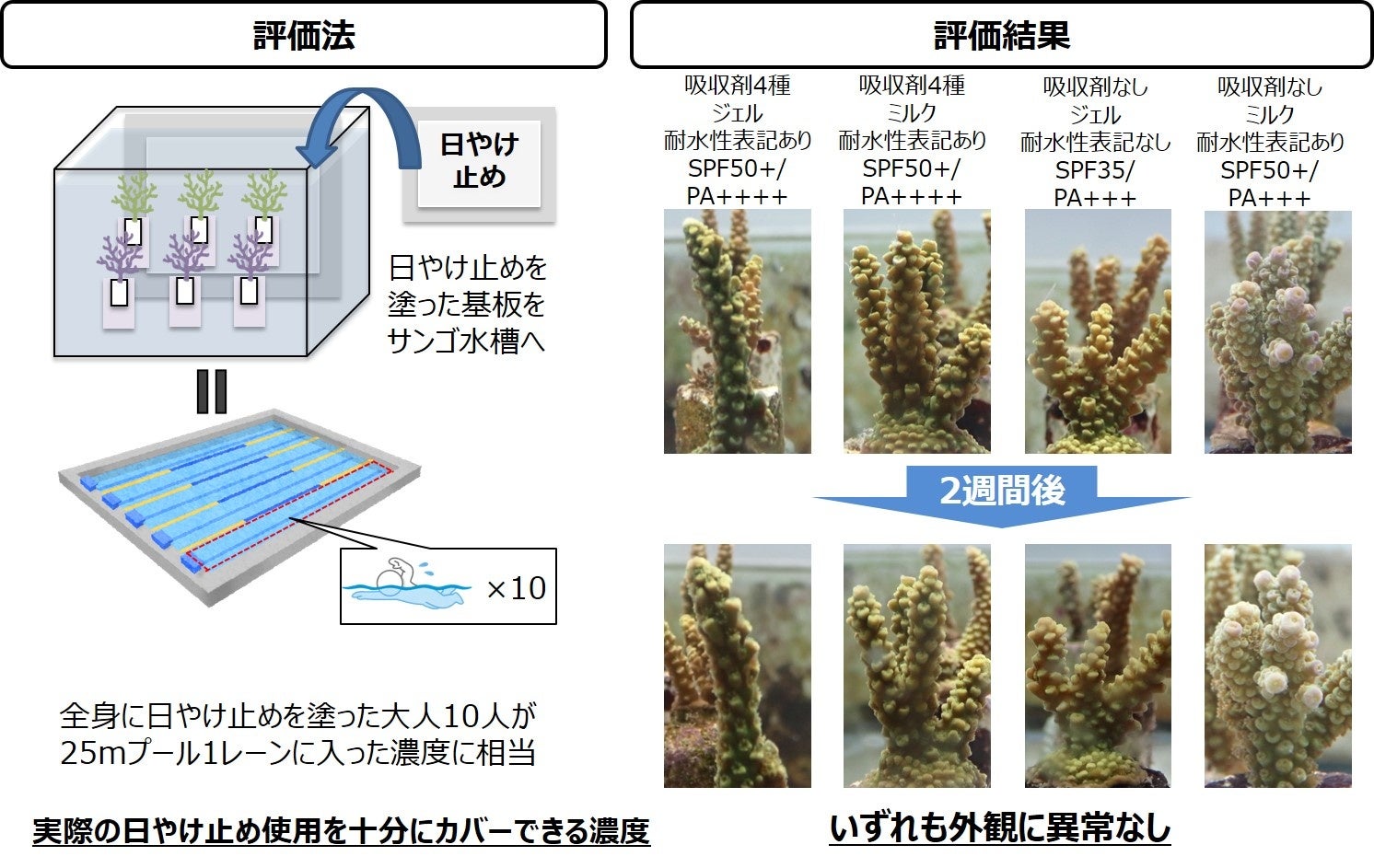 図1　日やけ止め使用を想定したサンゴ評価法と実験結果