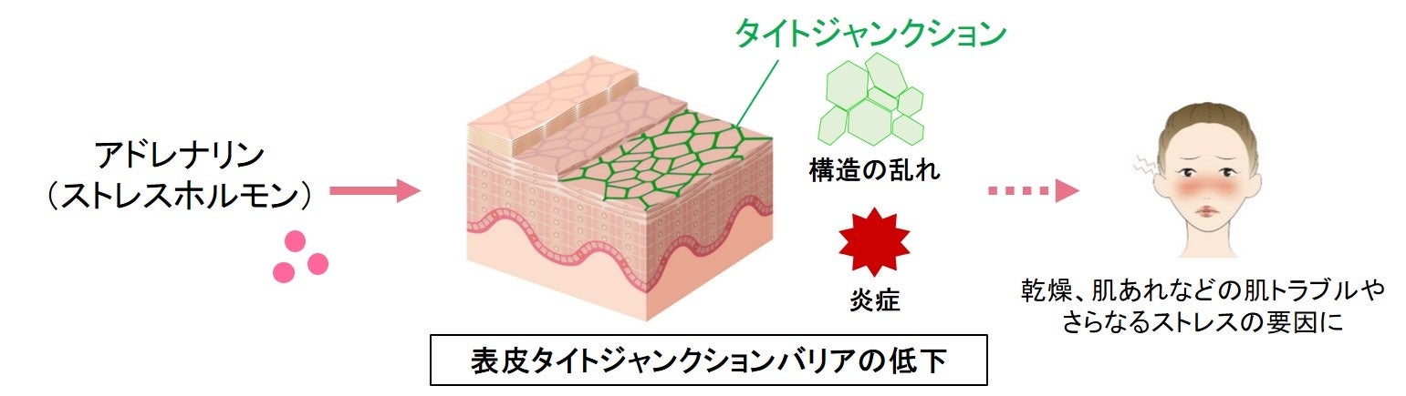 図1　本研究の概要