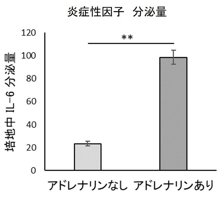 図4　アドレナリンによる炎症誘導作用