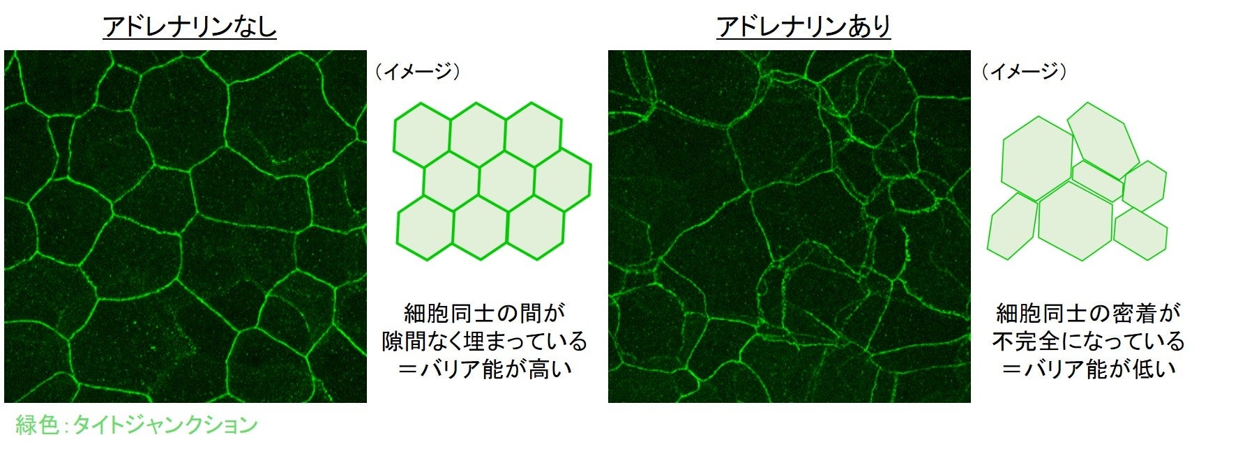 図2　アドレナリンによるタイトジャンクションの構造変化
