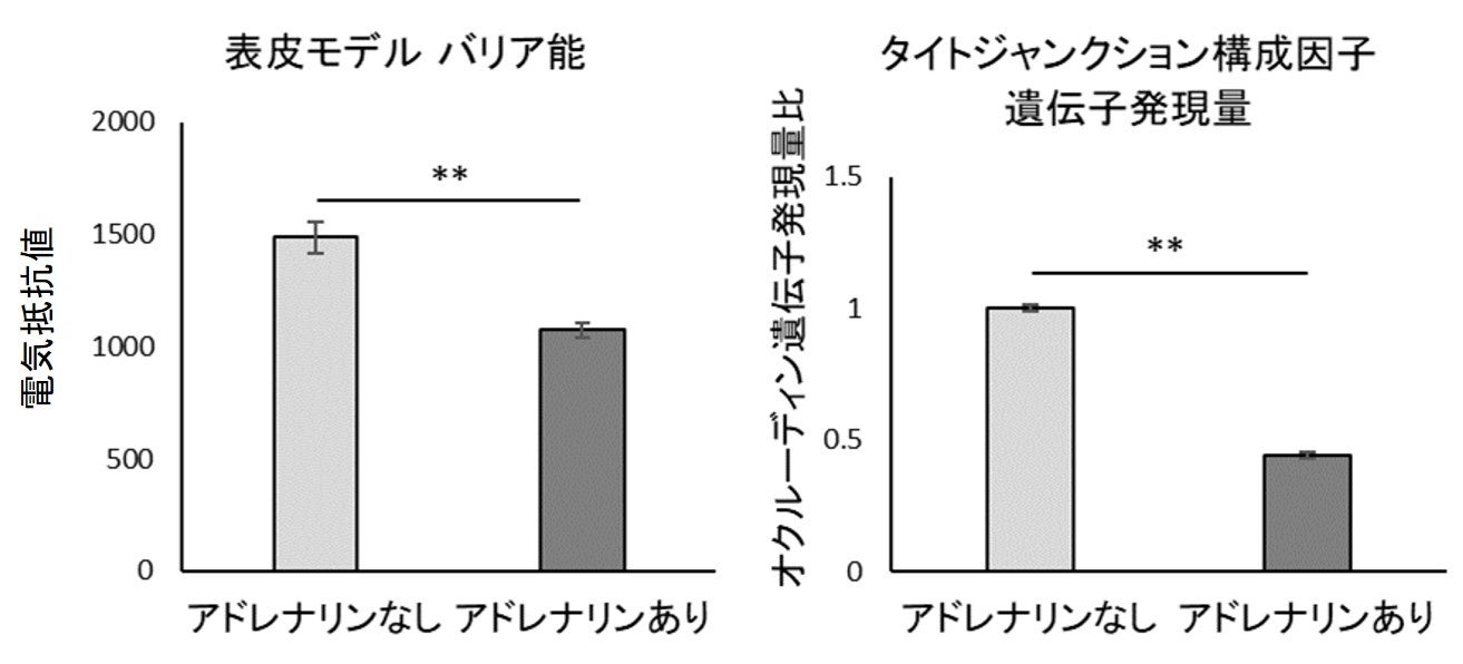 図3　アドレナリンの肌バリア能への影響