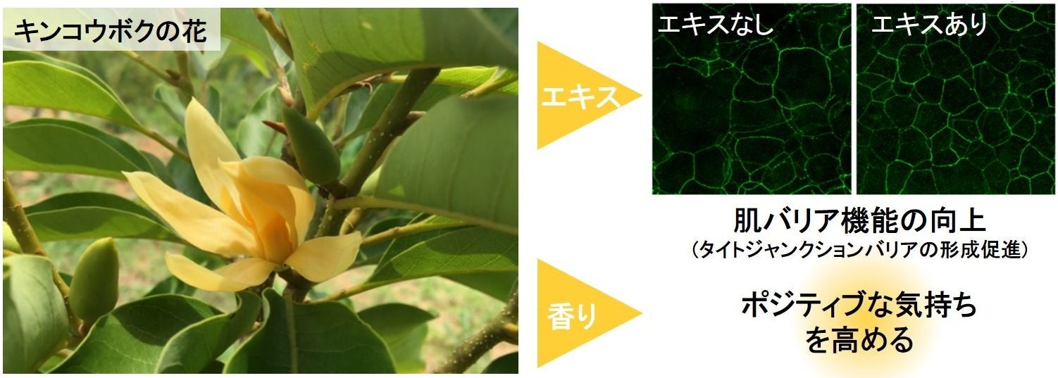 図1 開発したキンコウボクの花のエキスおよび香りの効果