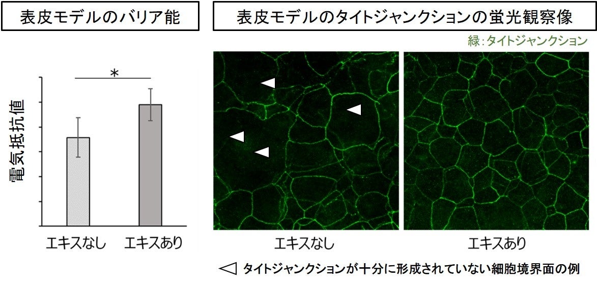 図3 キンコウボク花エキスの肌バリア能への効果
