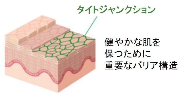 図2　タイトジャンクションの模式図