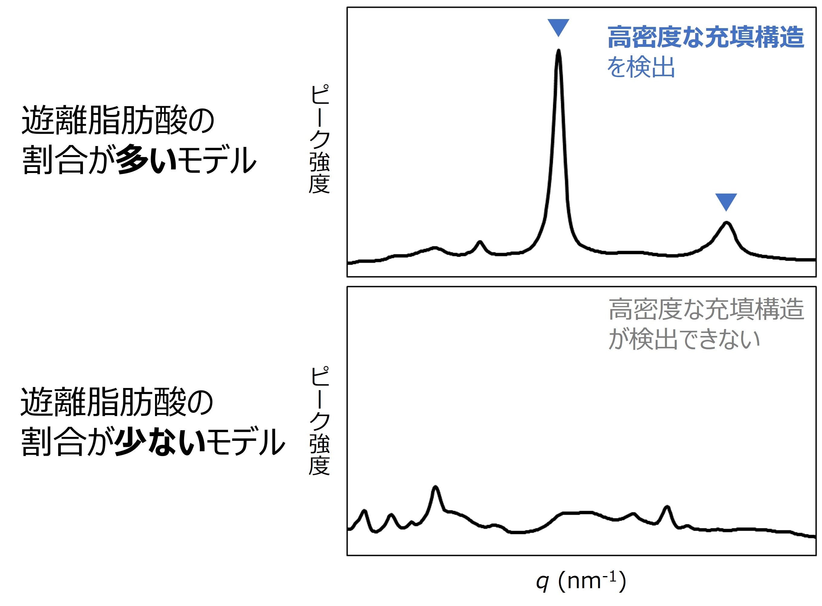図３　X線小角・広角散乱法による細胞間脂質モデルの充填構造の評価