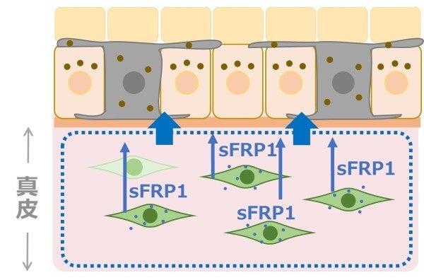 DECORTÉポーズ”のドジャーストレーディングカードをお披露目 9月