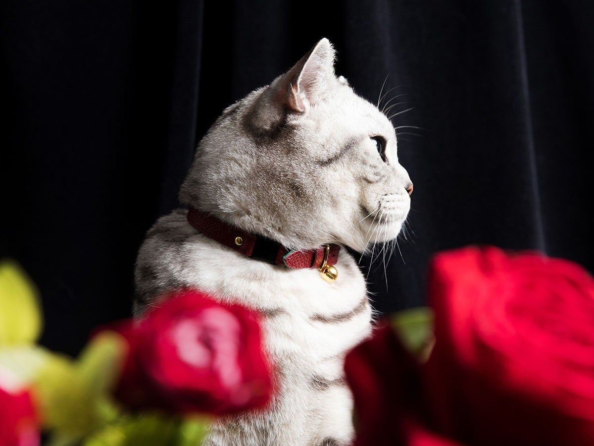 6）CHESHIRE ＆ WAIN（チェシャ＆ウェイン）