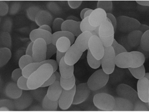 プラズマ乳酸菌