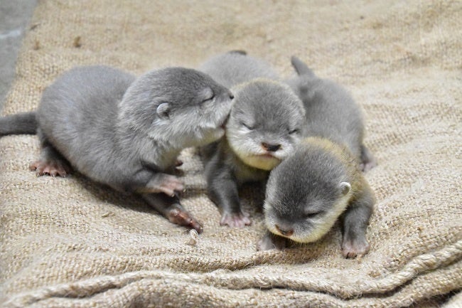 Hana Biyoriで初めてコツメカワウソの赤ちゃん誕生 株式会社よみうりランドのプレスリリース Hana Biyoriで初めてコツメカワウソの赤ちゃん誕生 株式会社よみうりランドのプレスリリース