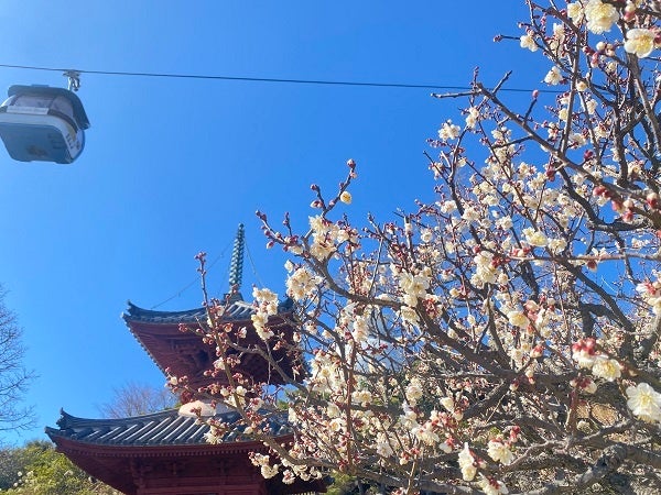 「梅まつり」(昨年の様子)