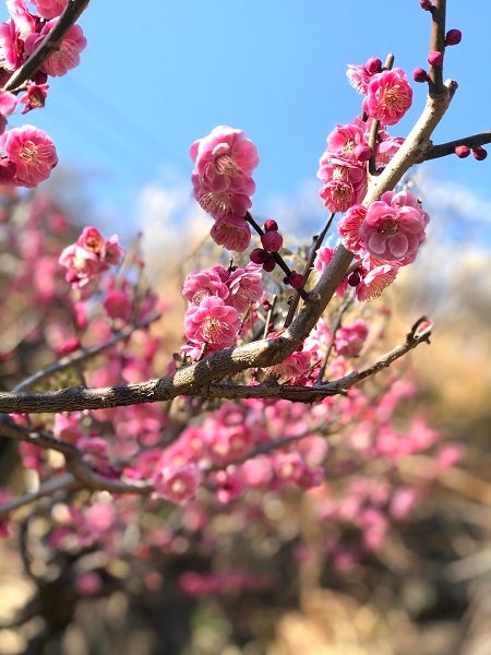 HANA・BIYORIの梅②