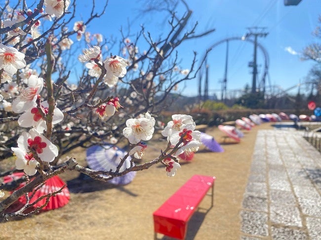 HANA・BIYORIの梅①