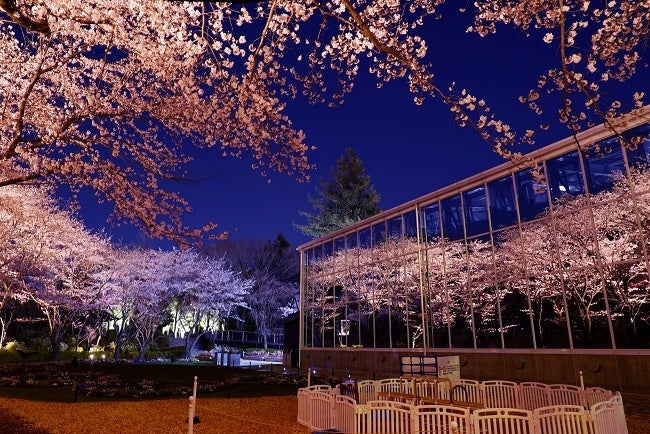 謎解きラリーイベント「HANA・ZOTOKI」や「桜フォトコンテスト