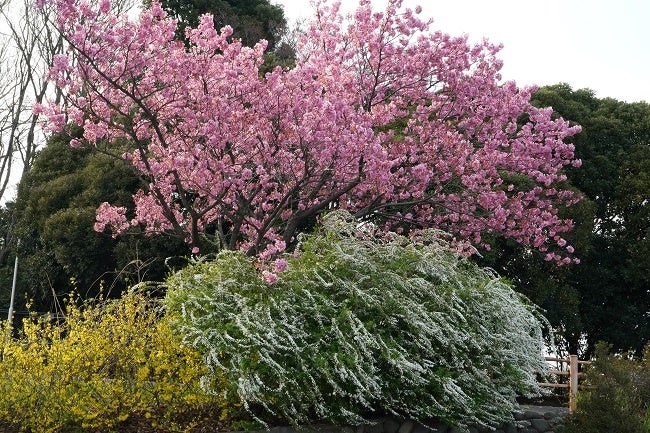 多摩緋桜