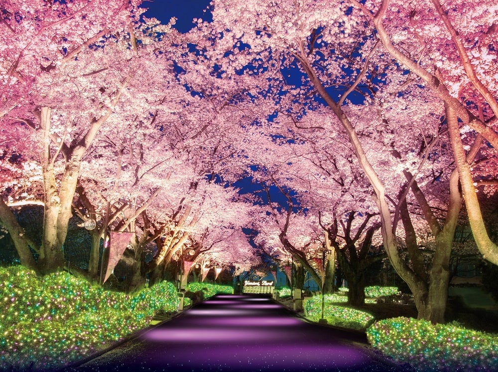 貸出画像「桜並木ライトアップ(イメージ)」