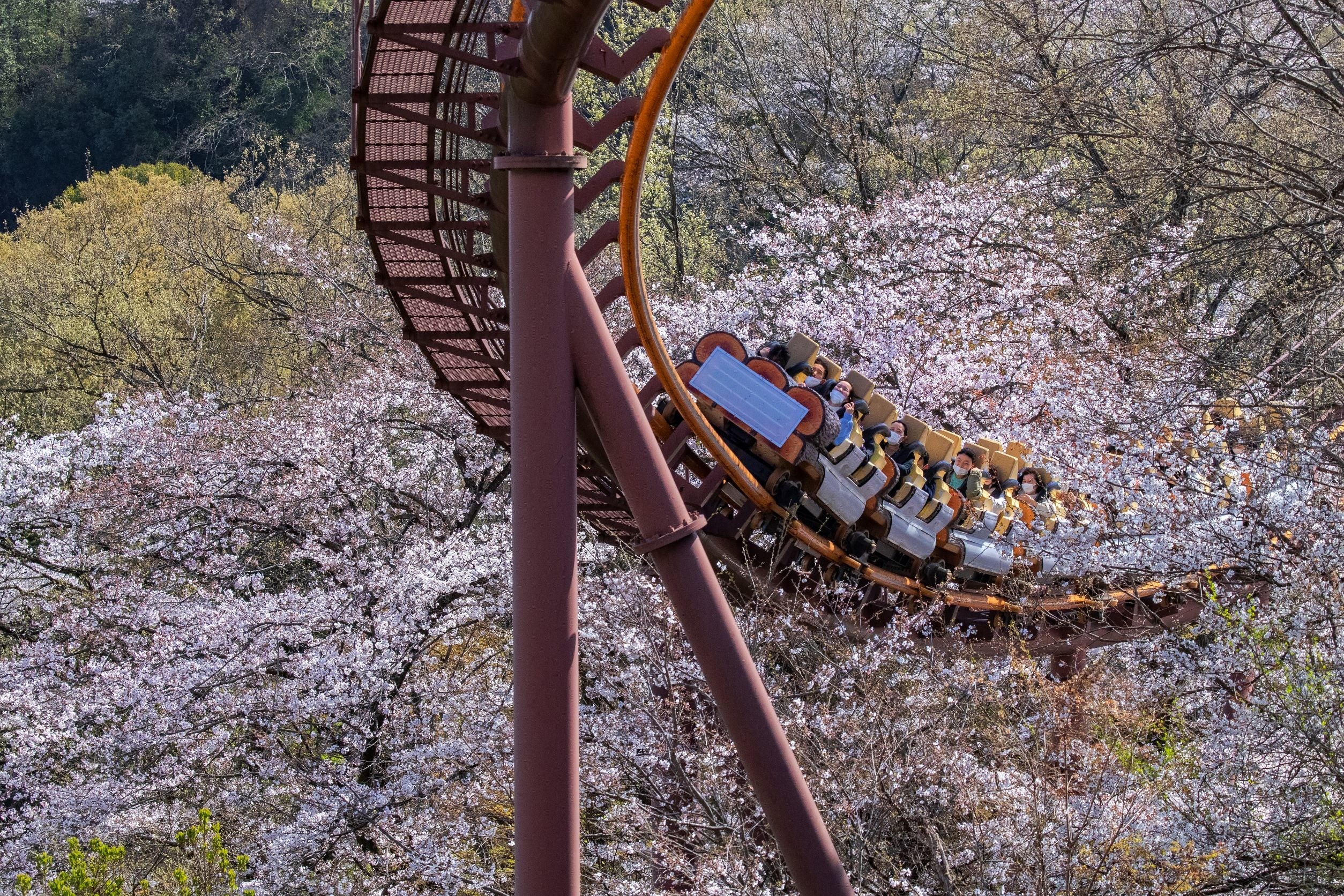 貸出画像「バンデット(昨年の様子)」