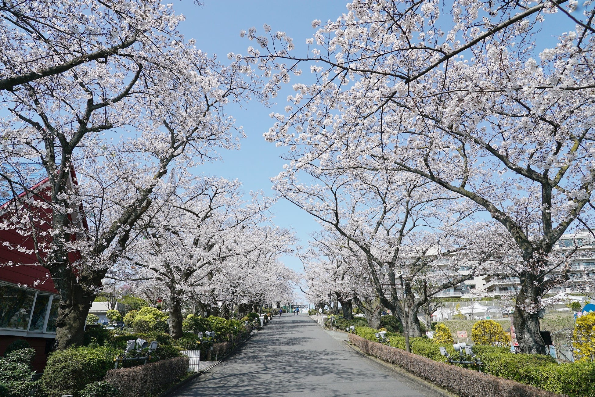 貸出画像「桜並木(一昨年の様子)」
