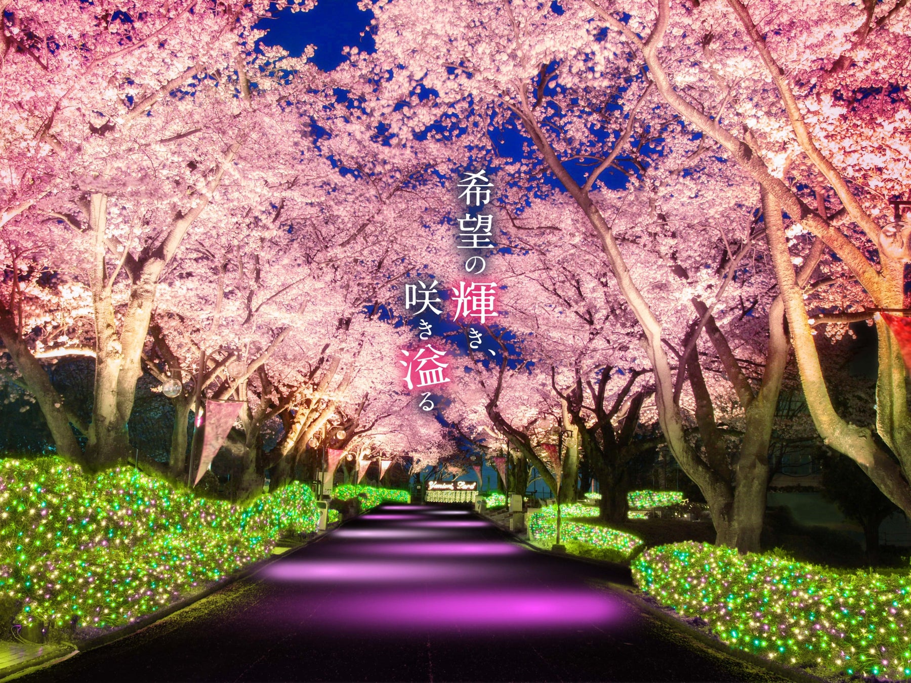 貸出画像「夜桜ジュエルミネーション」