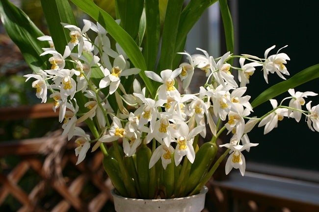 世界らん展セレクト　セロジネ ニティダ(ラン科)