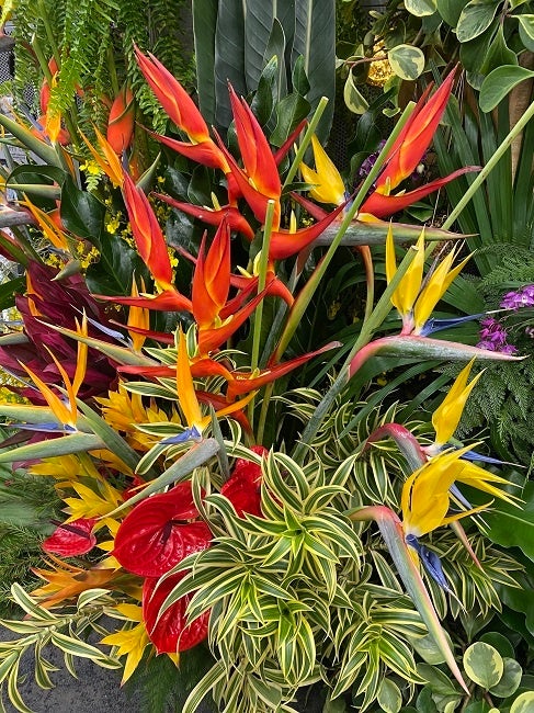 極楽鳥花などの花々