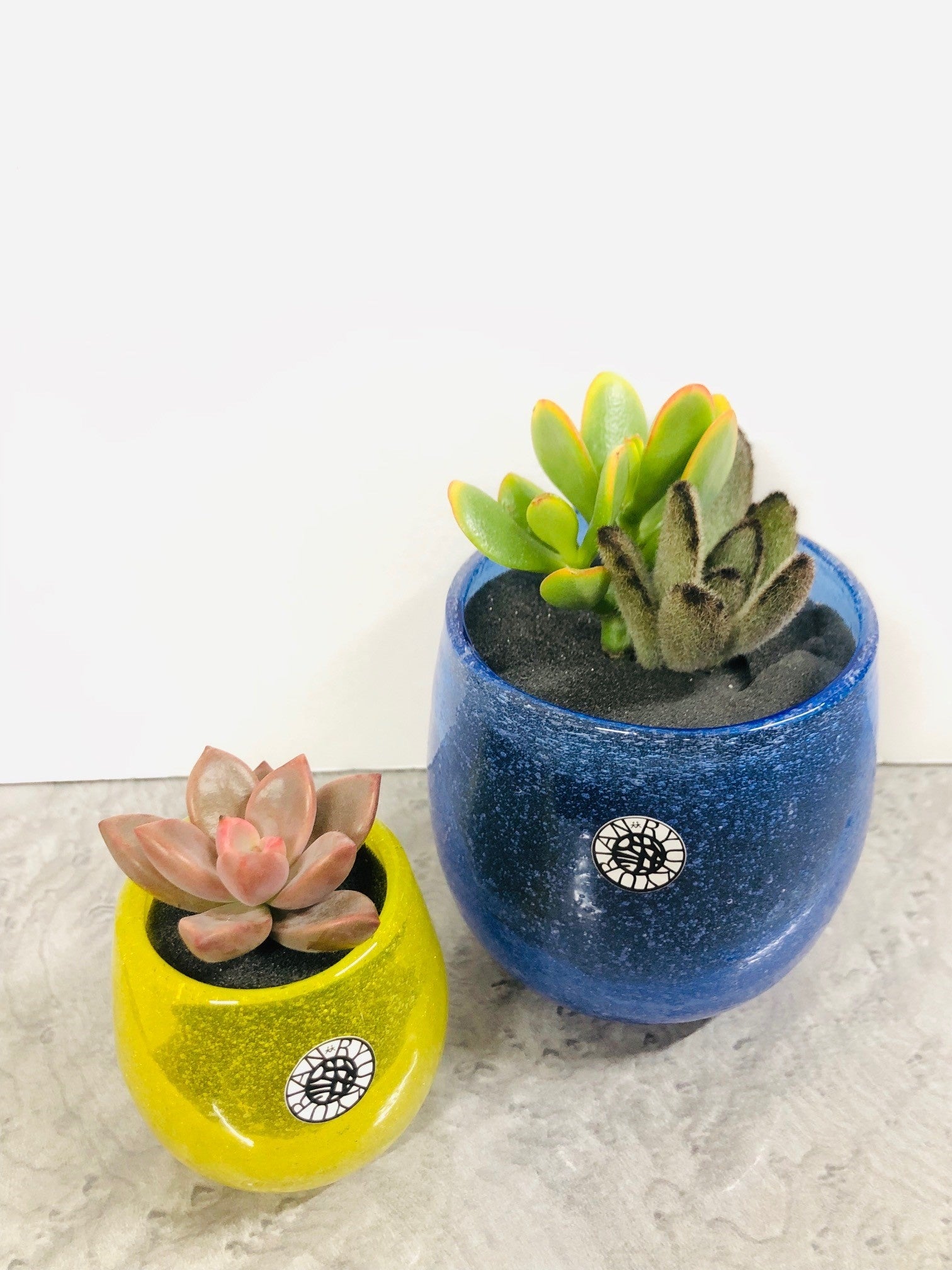 琉球グラスと多肉植物