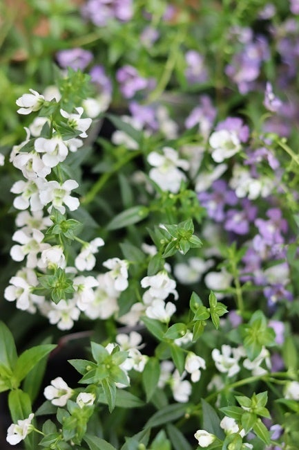 花の苗(イメージ)