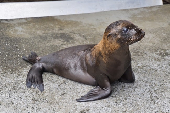 カリフォルニアアシカの赤ちゃん(7月14日撮影)