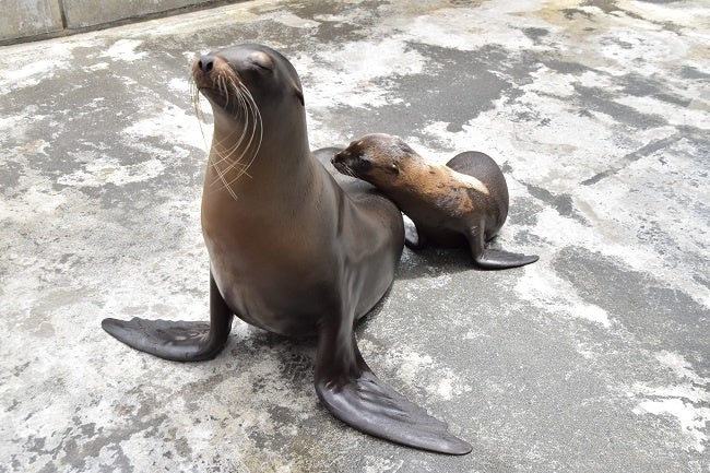 カリフォルニアアシカの親子(7月14日撮影)