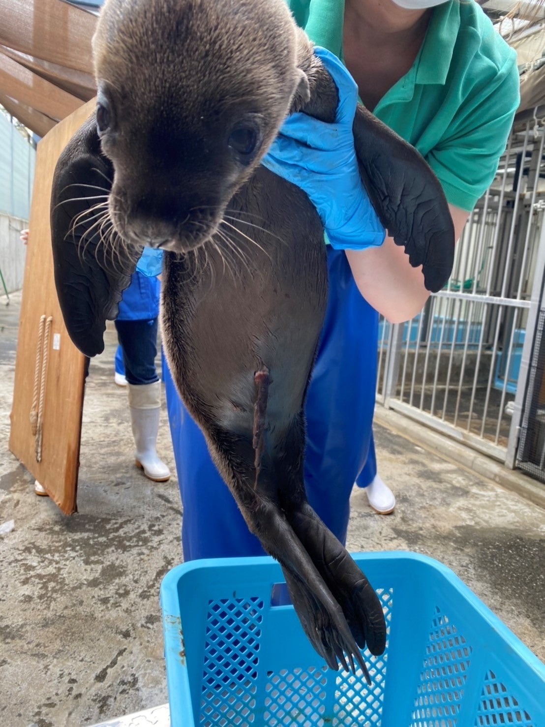 へその緒がついている様子(生後約5時間後）