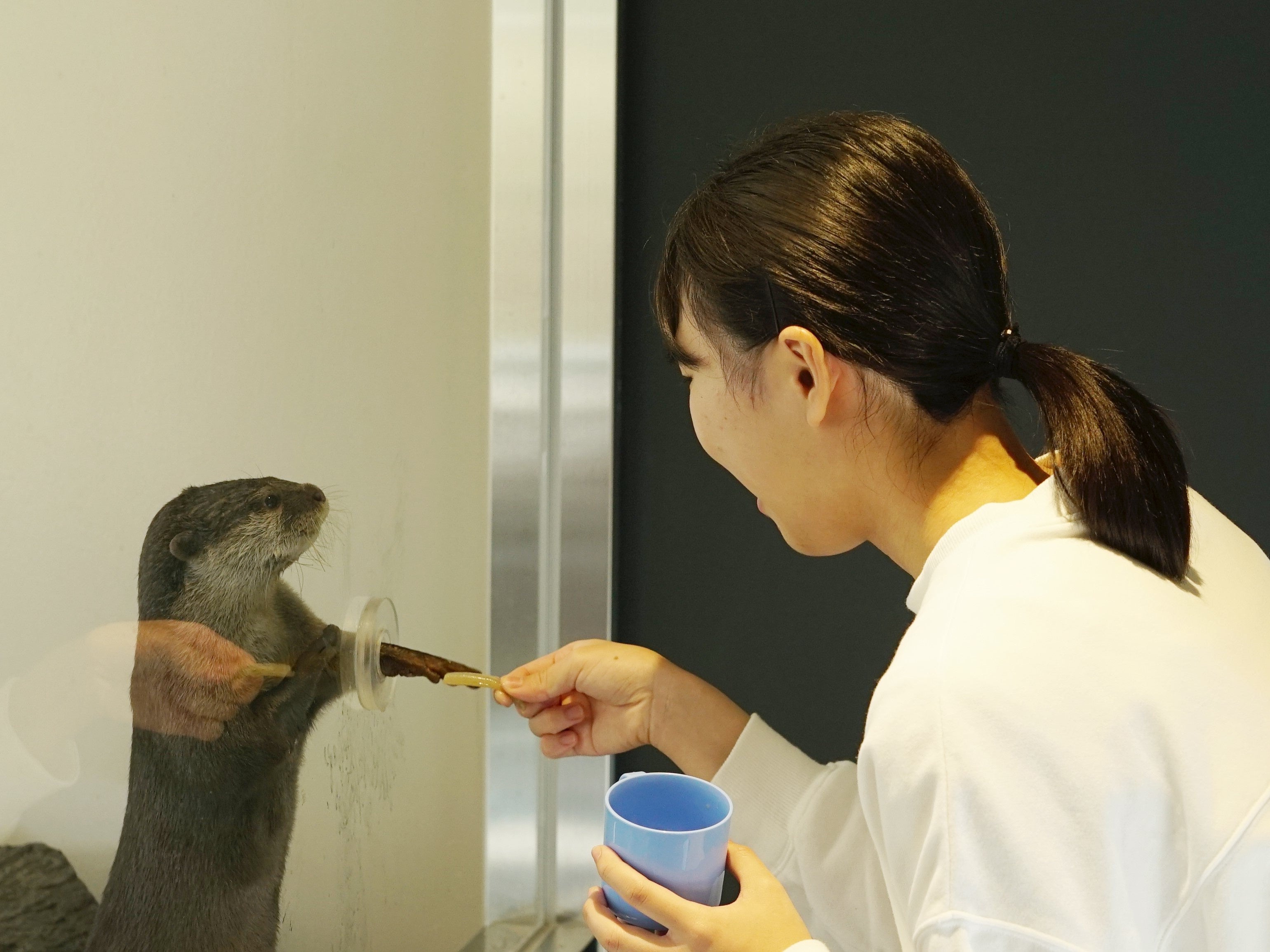 コツメカワウソのえさやり体験会