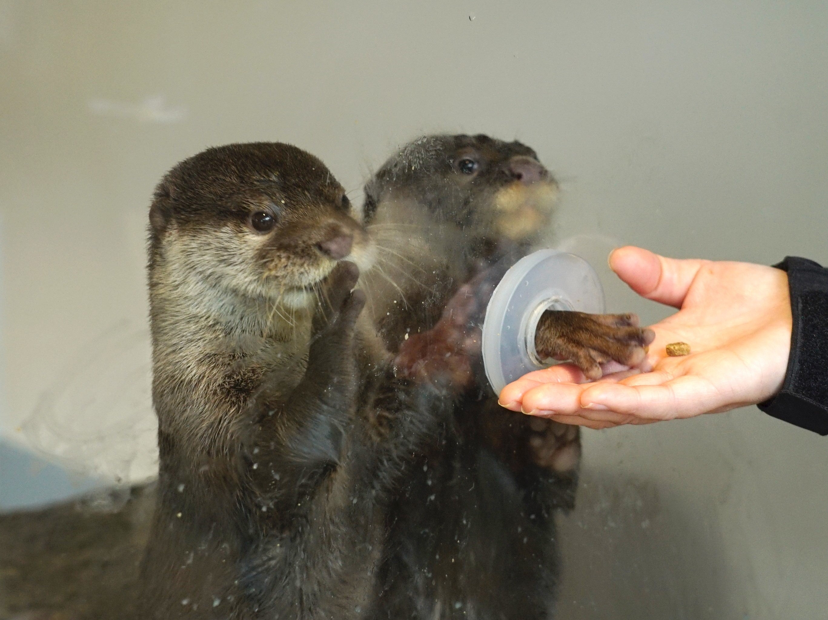 コツメカワウソのえさやり体験会