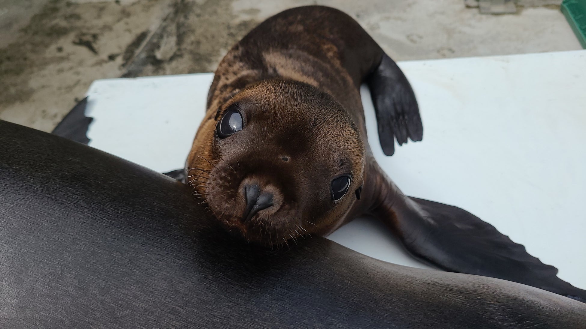 カリフォルニアアシカの赤ちゃん名前は ライム に決定 株式会社よみうりランドのプレスリリース カリフォルニアアシカの赤ちゃん名前は ライム に決定 株式会社よみうりランドのプレスリリース