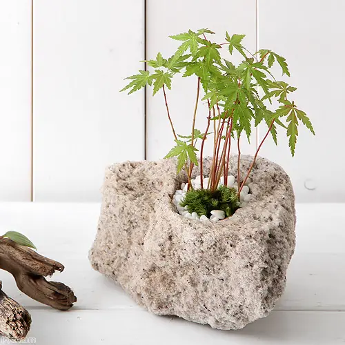 貸出画像「もみじの抗火石盆栽」