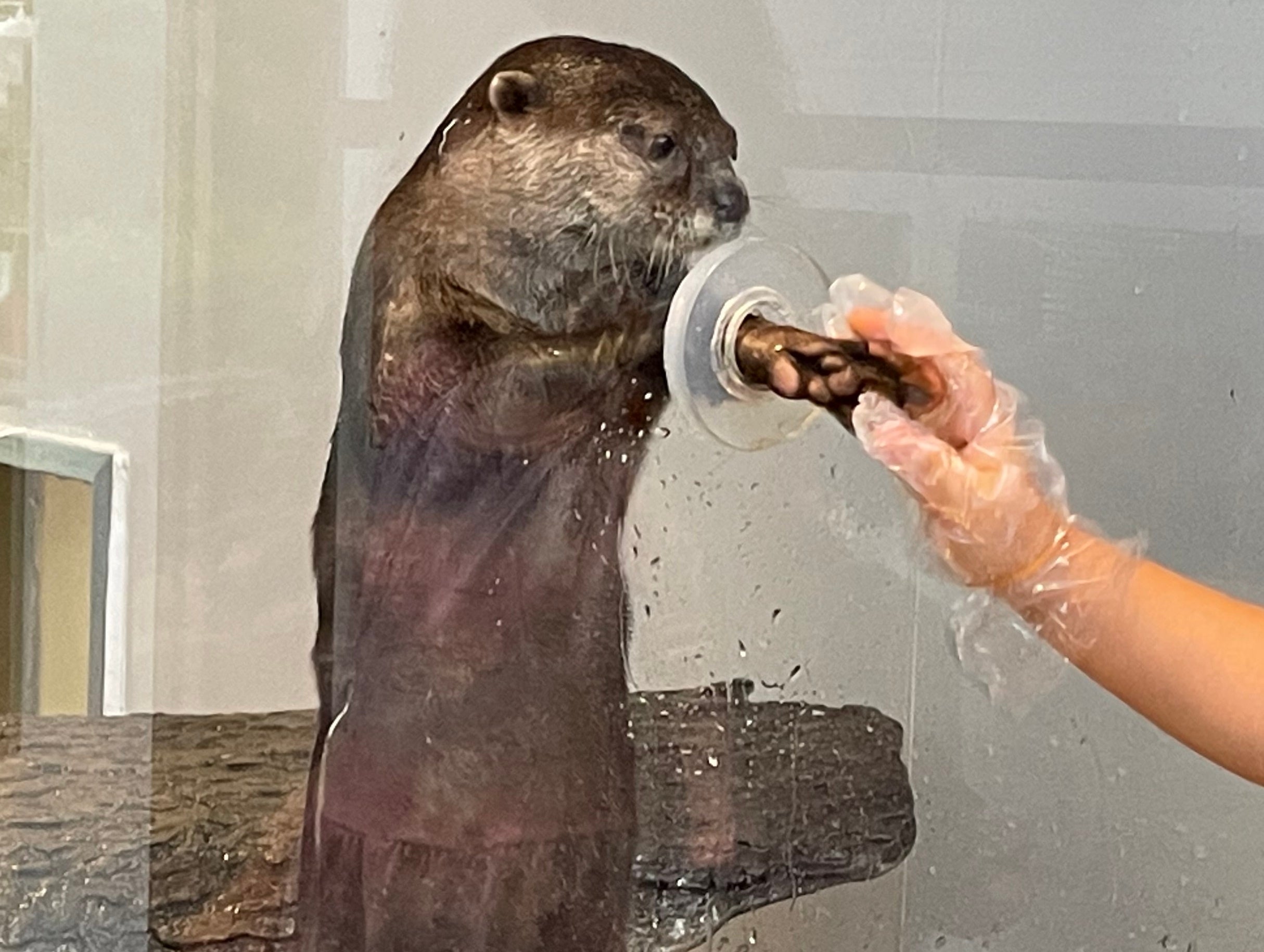 貸出画像「コツメカワウソのえさやり体験会①」