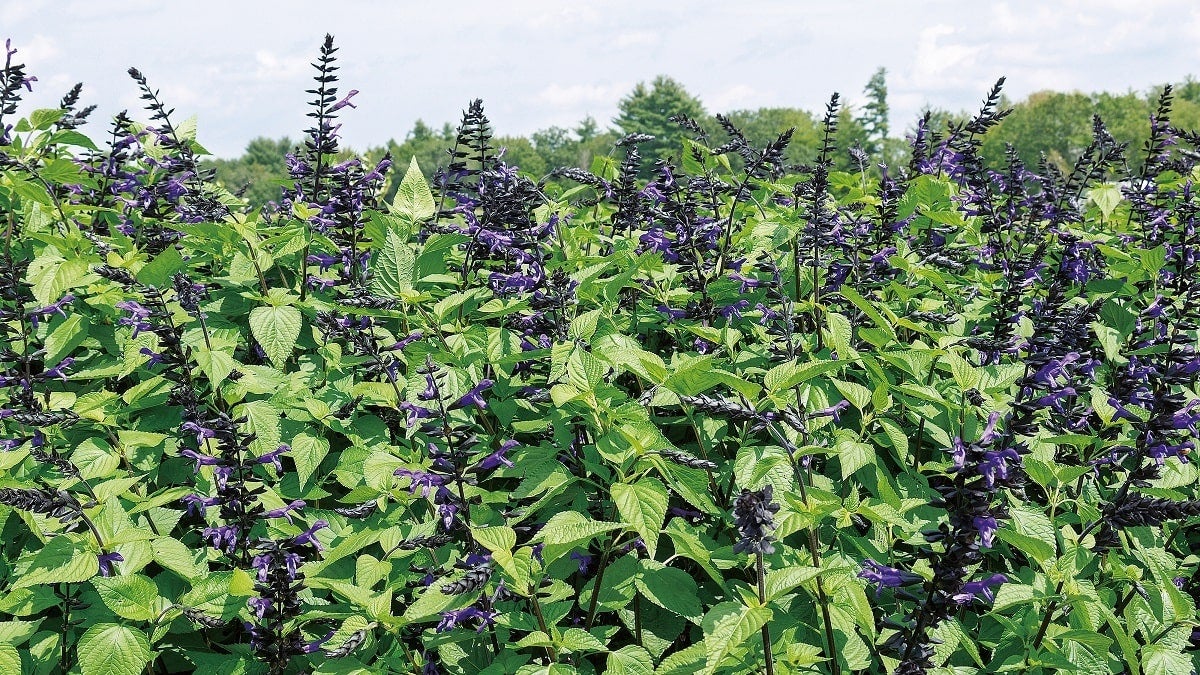 スーパーサルビア　ロックンロール 500円