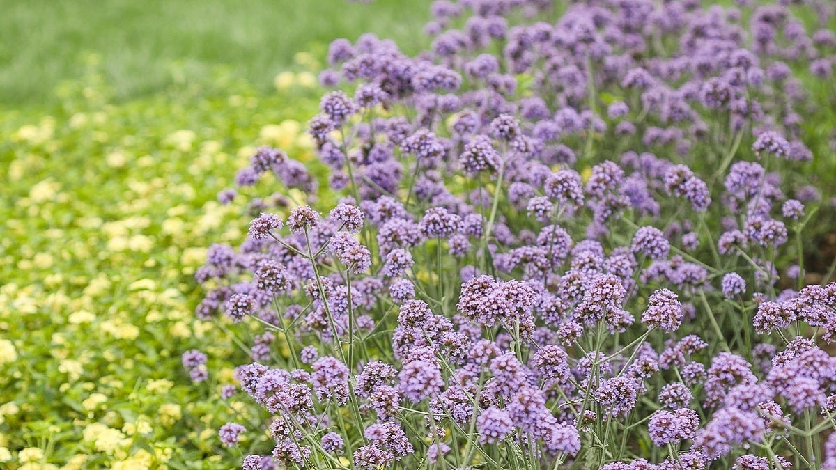 バーベナ　メテオールシャワー 400円