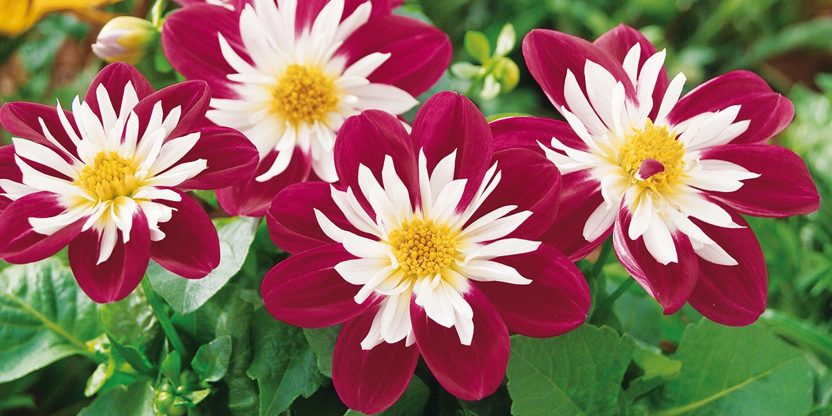 ダリア　スターシスター 400円