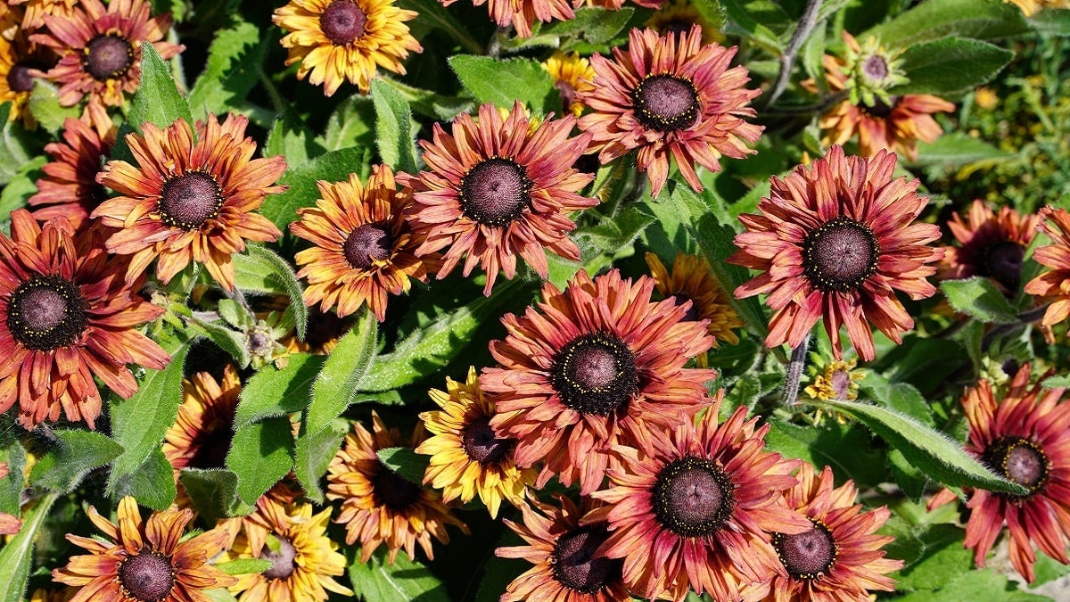 ルドベキア　アーバンサファリ 500円