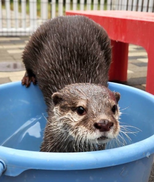 HANA・BIYORIでコツメカワウソの赤ちゃんが誕生！ | 株式会社