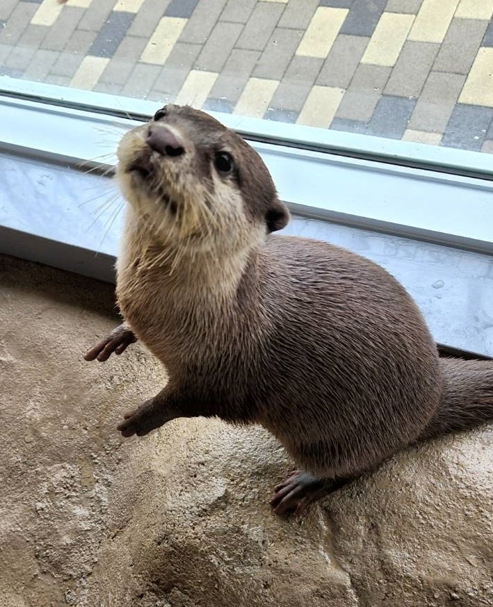 HANA・BIYORIでコツメカワウソの赤ちゃんが誕生！ | 株式会社