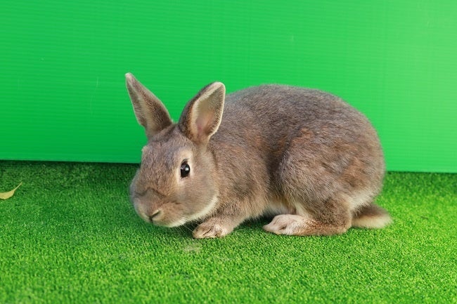 ネザーランドドワーフ