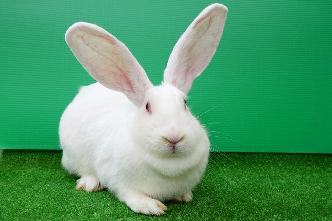 アキタジャンボうさぎ