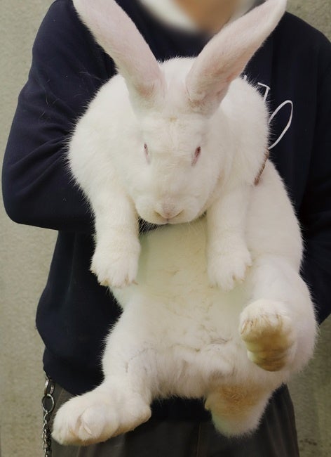 フレミッシュジャイアント