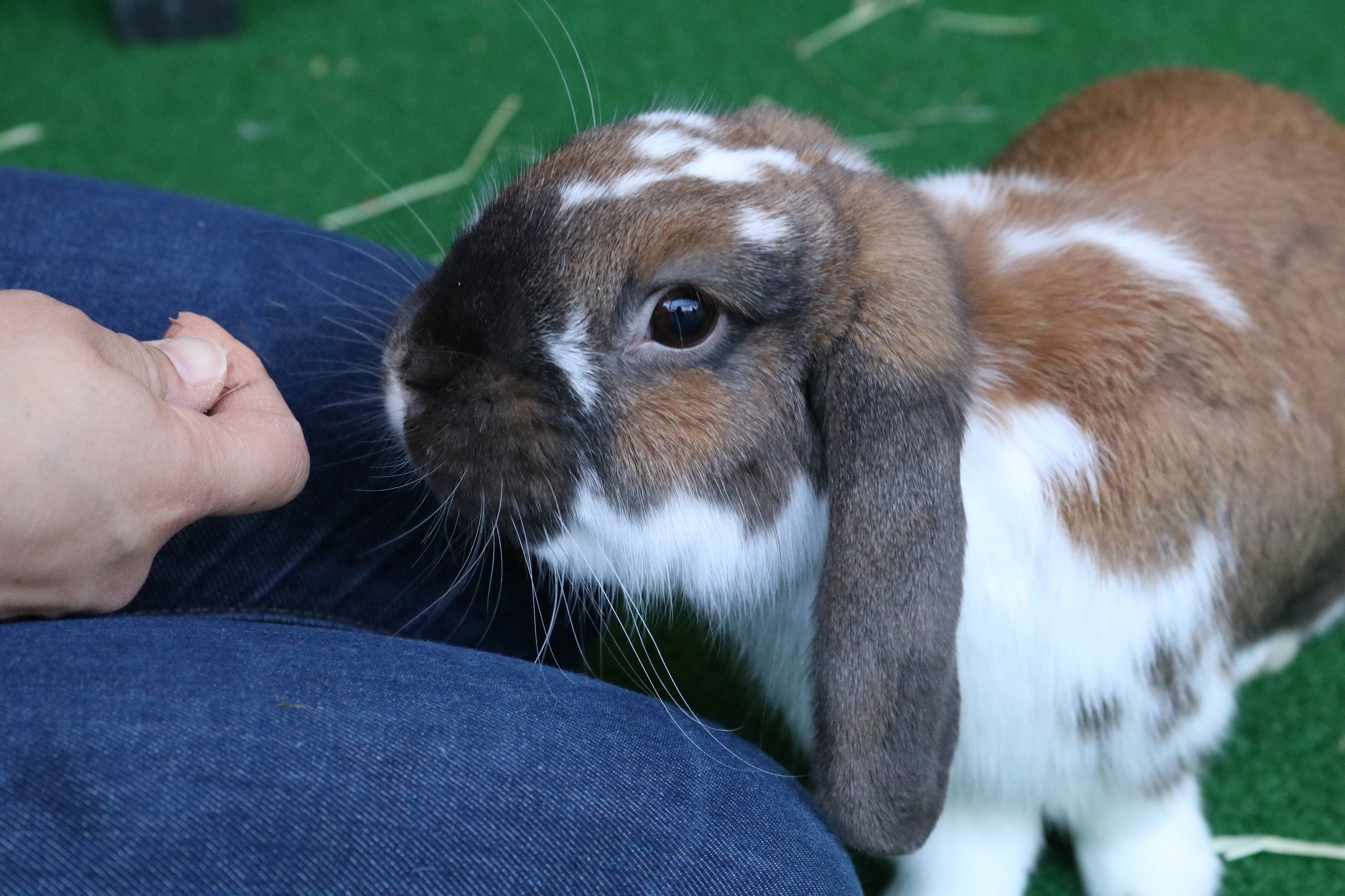 貸出画像「HANA・BIYORIのうさぎ②」