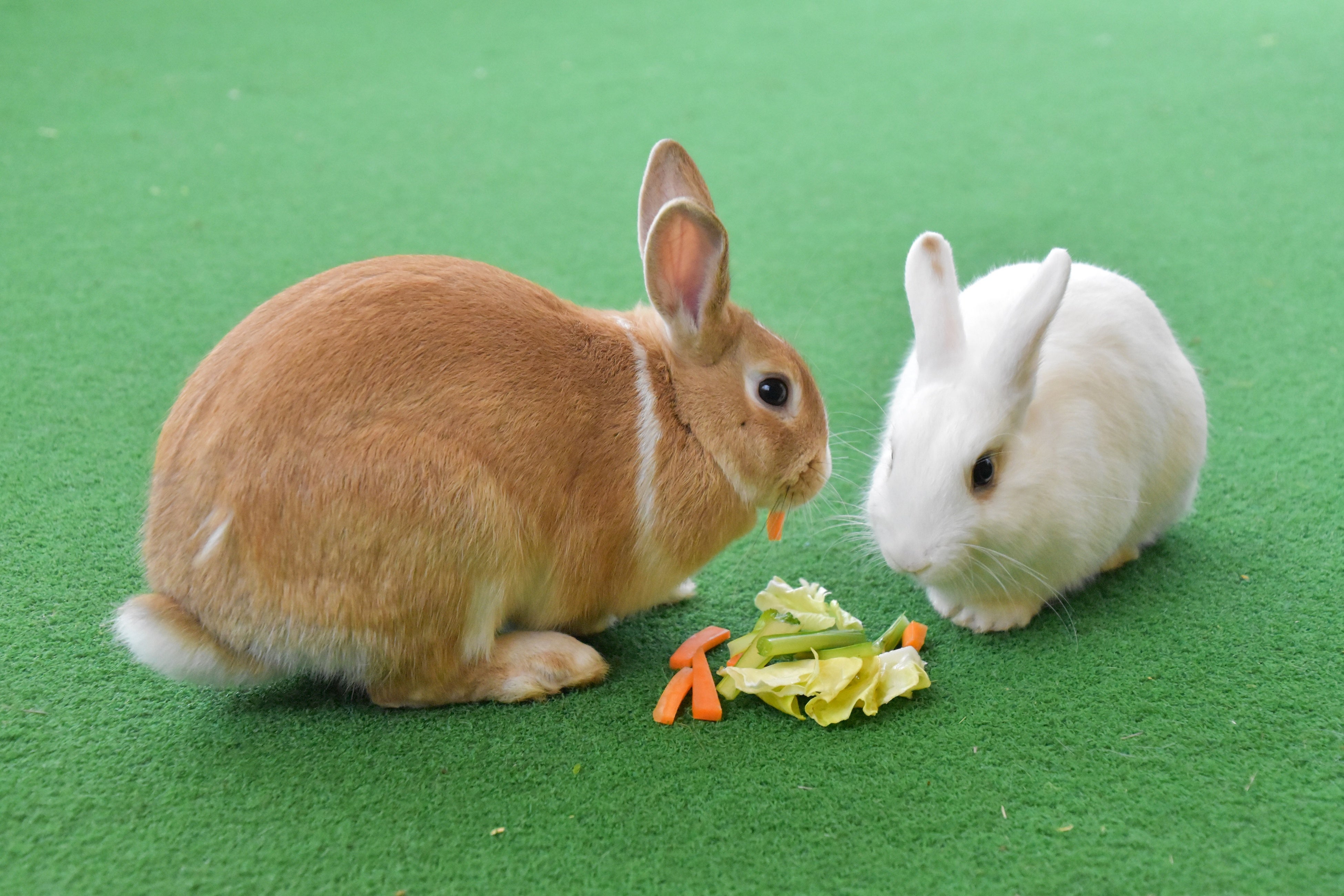 貸出画像「HANA・BIYORIのうさぎ①」
