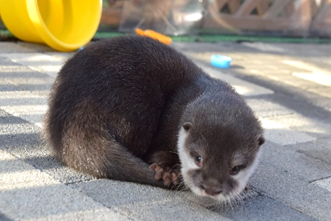 「10月1日生まれのコツメカワウソの赤ちゃん(オス)」 (2月1日撮影・生後123日)