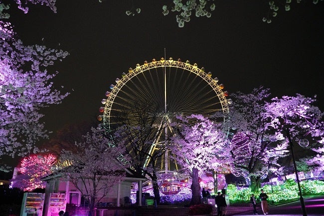 大観覧車と桜(昨年の様子)