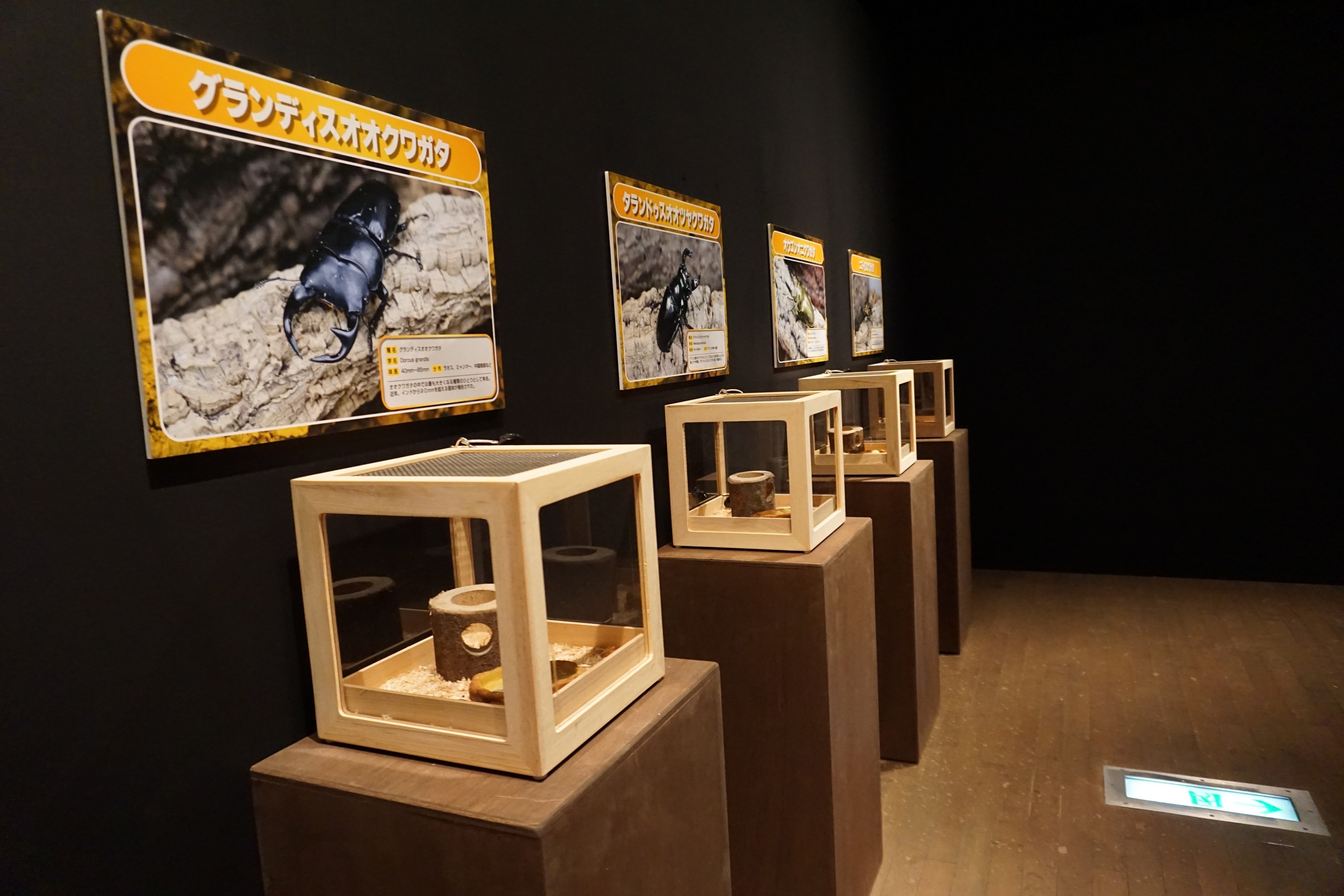 貸出画像「昆虫の生体展示」